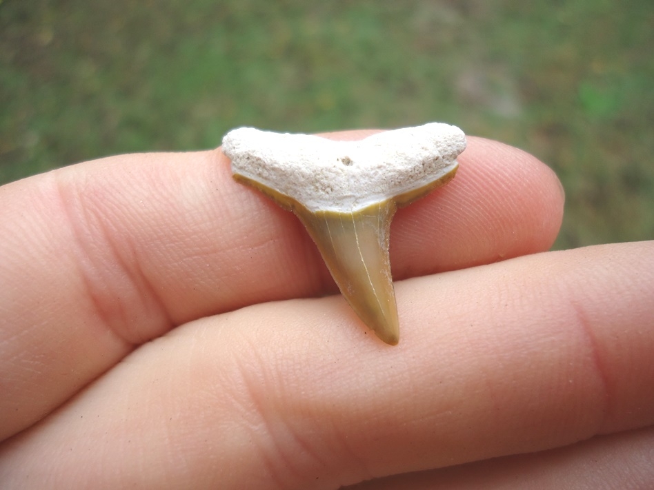 Beautiful Lemon Shark Tooth from Bone Valley